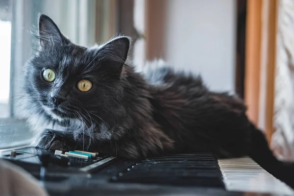 Gray cat lies on the piano — Stock Photo, Image