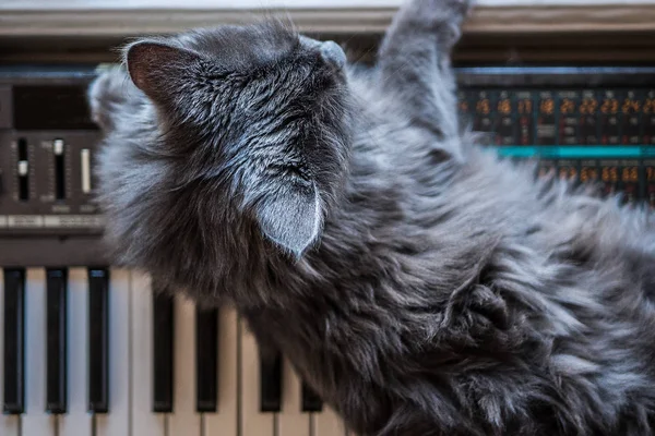 Gray cat lies on the piano — Stock Photo, Image