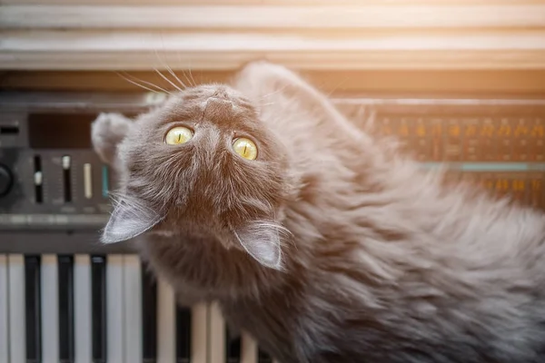 Gato gris yace en el piano — Foto de Stock