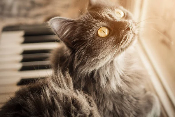 Gray cat lies on the piano — Stock Photo, Image