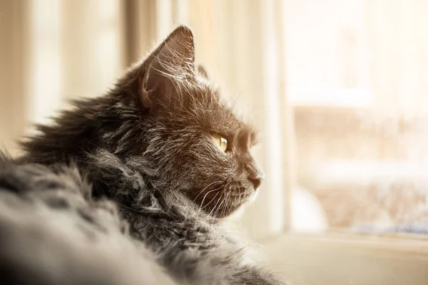 Gray cat sitting on the windowsill — Stock Photo, Image