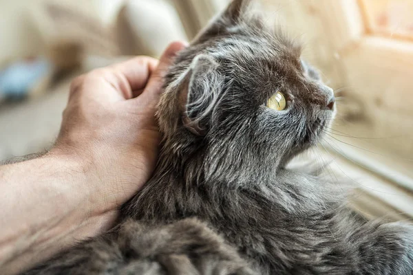 Mano acariciando el gato en la cabeza — Foto de Stock