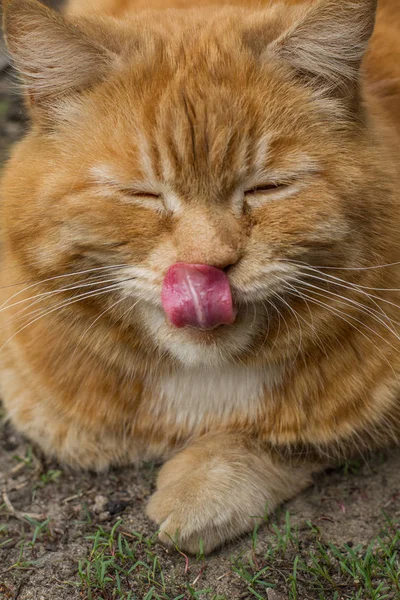 Vermelho gato descansando mentiras — Fotografia de Stock