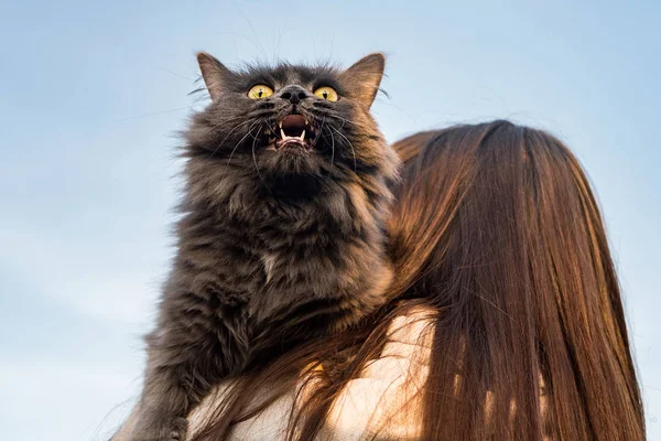 Meisje met een kat in haar armen — Stockfoto