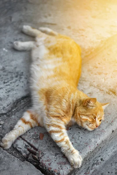 Red cat resting lies — Stock Photo, Image