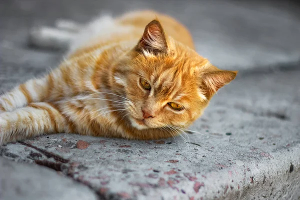 Красная кошка лежит — стоковое фото