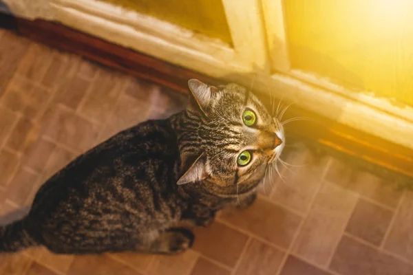 Gray cat looking up — Stock Photo, Image