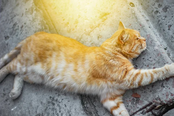 Red cat resting lies — Stock Photo, Image