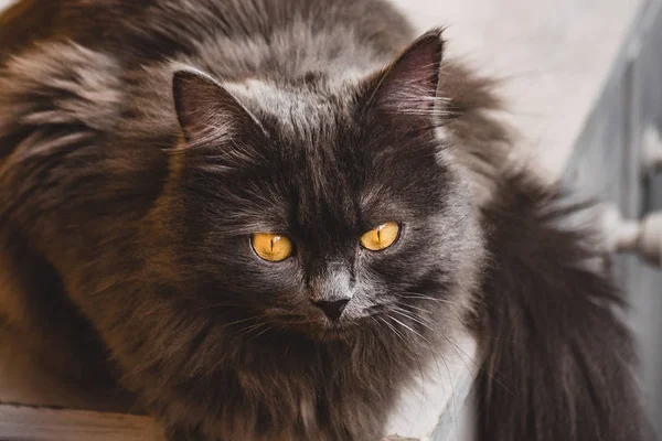 Grijze kat zittend op de vensterbank — Stockfoto