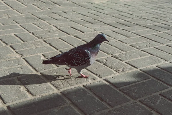 Gray city pigeons on street — Stock Photo, Image