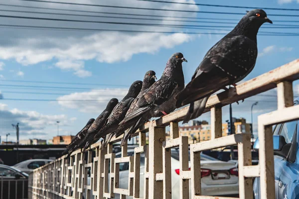 Pigeons gris de la ville sur la rue — Photo