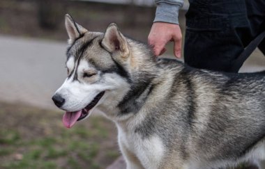 Bir yaz gününde sokakta köpek