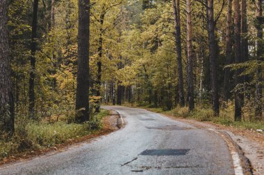 Ormanın içinden geçen asfalt yol