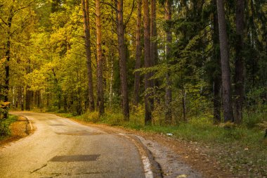Ormanın içinden geçen asfalt yol