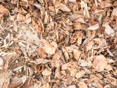 Doğal bitki örtüsü, bahar fotoğraf dokusuna