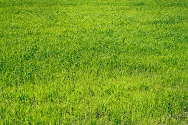 Doğal bitki örtüsü, bahar fotoğraf dokusuna