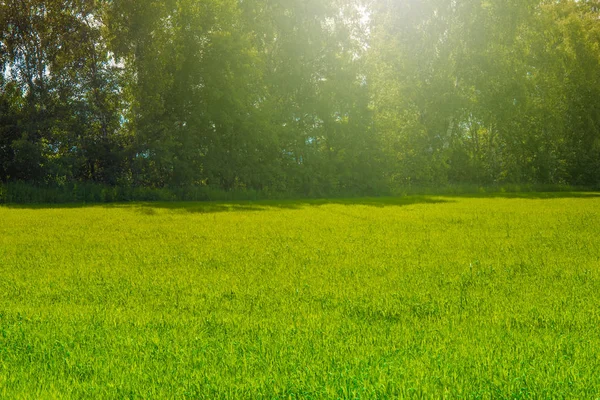 Field at the edge of the village, grass, summer day