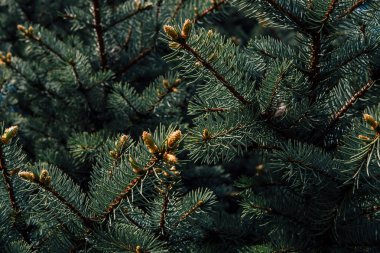 Köknar ağacı güneşli bahar sabahı