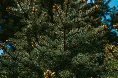 Köknar ağacı güneşli bahar sabahı