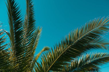 Sıcak bir yaz gününde gökyüzünün arka planda Palmiye ağacı