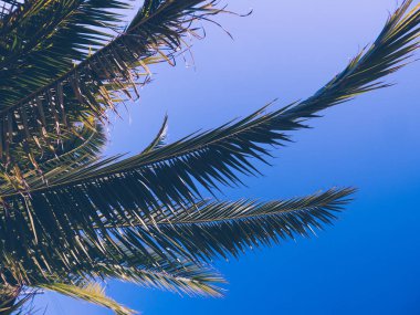 Sıcak bir yaz gününde gökyüzünün arka planda Palmiye ağacı