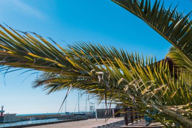 Sıcak bir yaz gününde gökyüzünün arka planda Palmiye ağacı