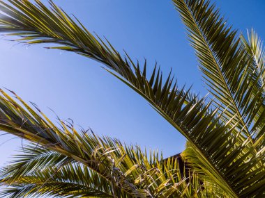 Sıcak bir yaz gününde gökyüzünün arka planda Palmiye ağacı