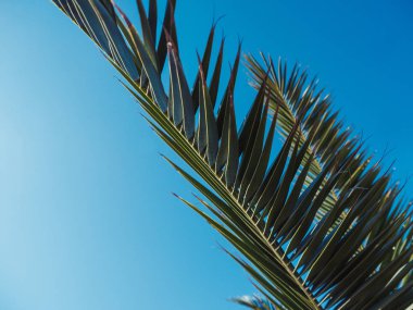 Sıcak bir yaz gününde gökyüzünün arka planda Palmiye ağacı