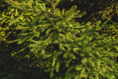 Güneşli bir yaz gününde köknar ağacı