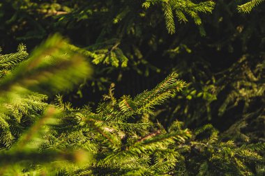 Güneşli bir yaz gününde köknar ağacı