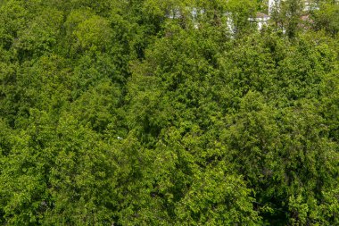 Güneşli bir yaz gününde parkta Ağaç