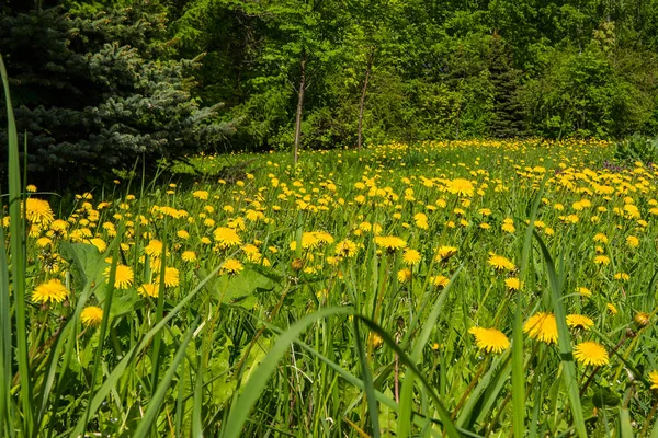 Wildblumen Einem Sonnigen Sommertag Auf Dem Feld — Stockfoto