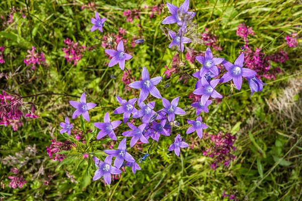 Fiori Campo Una Giornata Estiva Soleggiata Sul Campo — Foto Stock