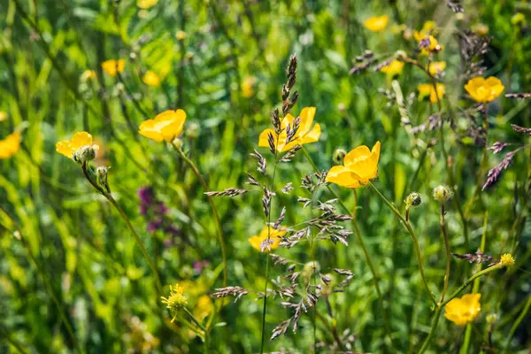 Wildblumen Einem Sonnigen Sommertag Auf Dem Feld — Stockfoto