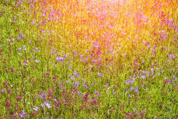 Wildblumen Einem Sonnigen Sommertag Auf Dem Feld — Stockfoto