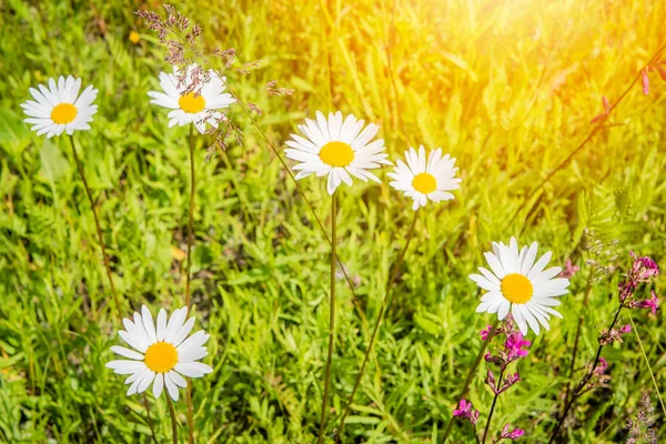 Wildblumen Einem Sonnigen Sommertag Auf Dem Feld — Stockfoto