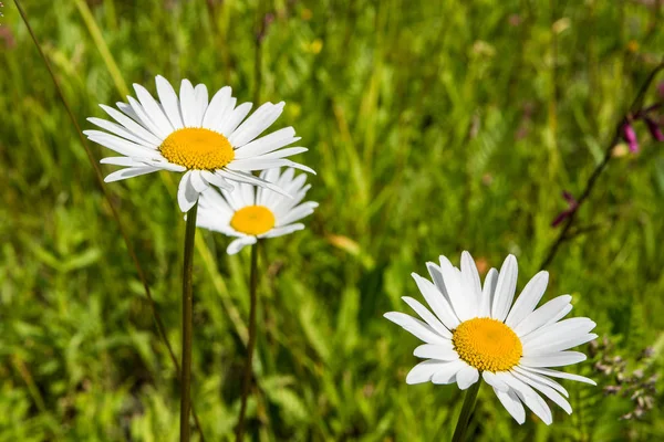 Fiori Campo Una Giornata Estiva Soleggiata Sul Campo — Foto Stock