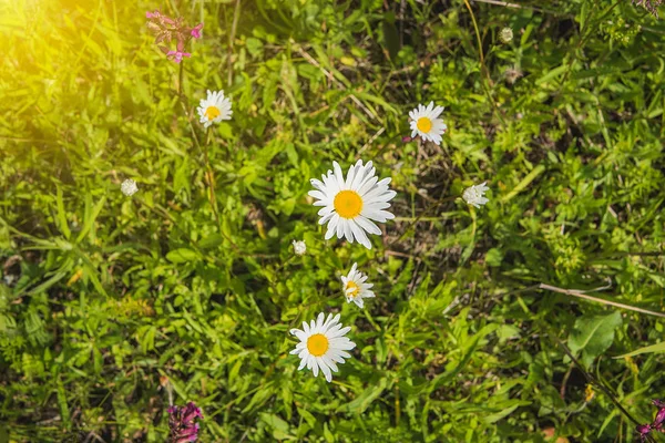 Wildblumen Einem Sonnigen Sommertag Auf Dem Feld — Stockfoto