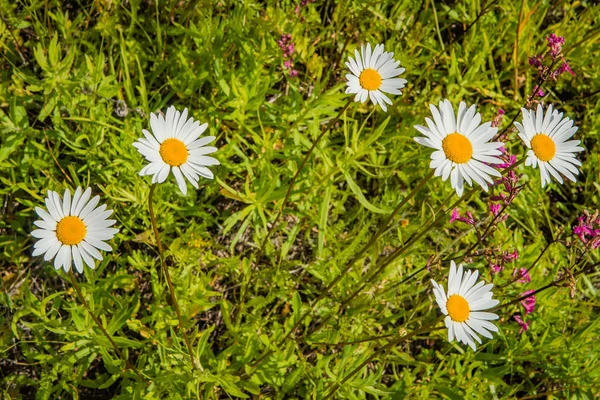 Wildblumen Einem Sonnigen Sommertag Auf Dem Feld — Stockfoto