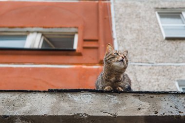 Evin avlusunda dışında a yolunu yitirmek kedi