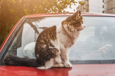 Evin avlusunda dışında a yolunu yitirmek kedi
