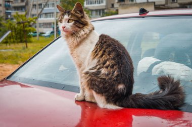 Evin avlusunda dışında a yolunu yitirmek kedi