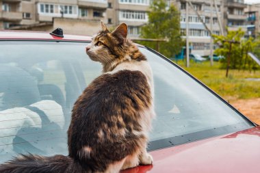 Evin avlusunda dışında a yolunu yitirmek kedi