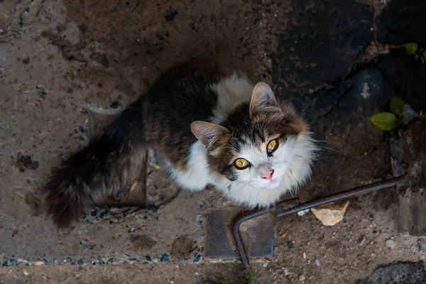 Stray Cat Courtyard House — Stock Photo, Image