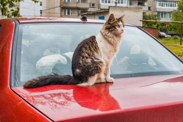 Evin avlusunda dışında a yolunu yitirmek kedi