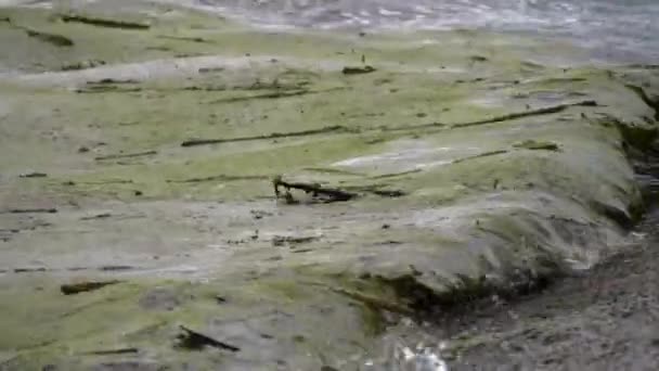 海岸の波や海岸から出るゴミのある汚れた水生態系の問題 — ストック動画