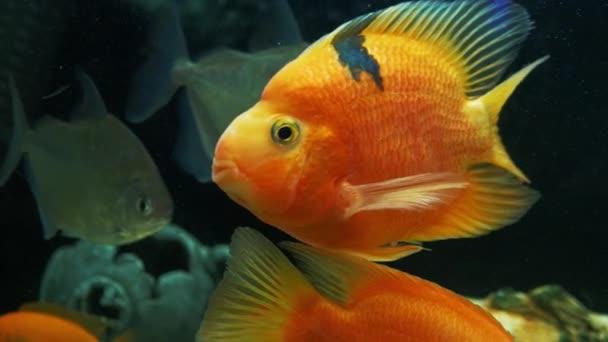 水族館魚をゆっくり泳ぐ 大型ホーム水族館 — ストック動画