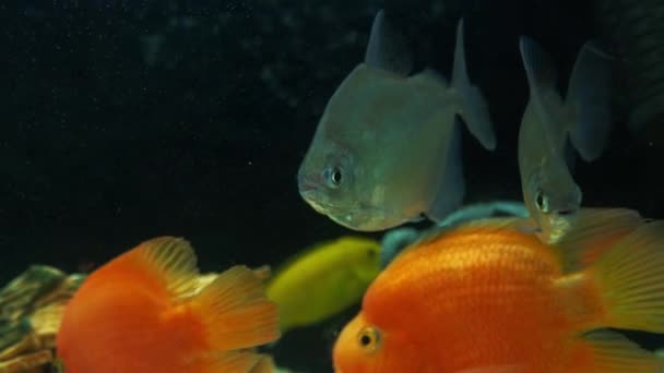 Aquariumvissen Zwemmen Langzaam Groot Woonaquarium — Stockvideo