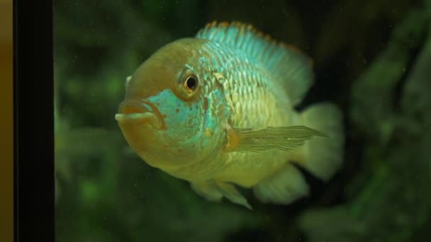 Aquarienfische Schwimmen Langsam Großes Heim Aquarium — Stockvideo