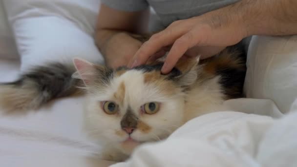 Hand Streelt Een Driekleurige Kat Een Deken Vroege Ochtend — Stockvideo